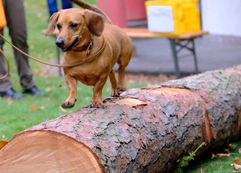 Großer Dackelspaziergang im Bergpark Wilhelmshöhe